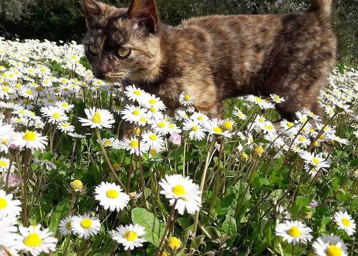 La Casa Di Eva * Castel Viscardo